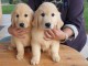 Chiot golden retriever 