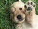 Chiot golden retriever 