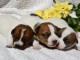 bébé chiot type jack Russel terrier a donner 