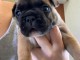 Dons chiot type bouledogue français 
