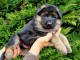 Chiot berger allemand 