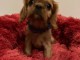 Je donne chiot cavalier king charle disponible 