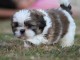 Chiot Shih Tzu à donner 