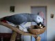 Bébé perroquet gris du Gabon disponible 