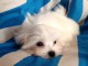 chiot bichon maltais mâle a donner 