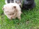 Adorable chiot spitz nain 