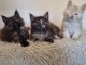 Adorable chaton Maine coon disponible 