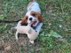 Je donne chiot cavalier king charle 