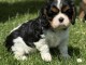 Je donne chiot cavalier king charle 