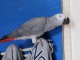 perroquet gris du Gabon disponible femelle 
