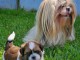 chiot Shih Tzu à donner 