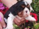 magnifique chiot cavalier king charle femelle a donner 