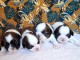 magnifique chiot Shih Tzu à donner 