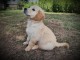 Magnifique chiot golden retriever mâle a donner 
