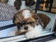 Chiot Shih Tzu à donner 