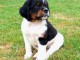 Dons chiot épagneul breton disponible 