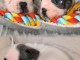 Je donne chiot bouledogue français 