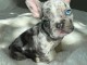 chiot bouledogue français mâle adorable 
