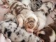  Chiots Bergers Australiens inscrits au LOF à réserver 