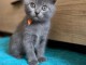 Adorable chaton châtreux disponible femelle 