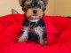 Je donne chiot Yorkshire terrier femelle 