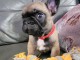 Chiot bouledogue français à donner femelle 