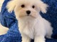 Chiot bichon maltais mâle a donner 