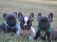 Dons chiot bouledogue français 