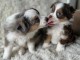 Magnifiques chiots Bergers Australiens 