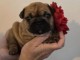 chiot bouledogue français mâle 