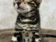 Bébé chaton Bengal disponible pour adoption 