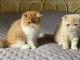 Bébé chaton persan disponible 