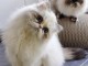 chatons Persan a donner 