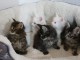 chaton maine coon mâle a donner 