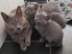 bébé chaton châtreux disponible 