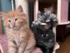 Chaton maine coon disponible pour adoption 