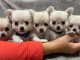 Dons chiot chihuahua femelle a donner 