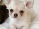 Magnifique chiot chihuahua mâle 