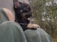 Magnifique chiot chihuahua disponible 