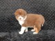 Bébé chiot berger australien disponible 