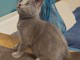 Adorable chaton châtreux disponible 