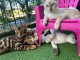 Bébé chaton Bengal disponible 