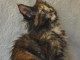 Magnifique chaton maine coon adopter 