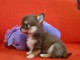 Je donne chiot chihuahua mâle 