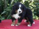 Bébé chiot bouvier bernois disponible 