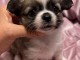 Bébé chiot chihuahua femelle a donner 
