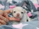 Je donne chiot chihuahua mâle 