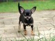 Annonce chiot chihuahua femelle 