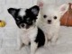 Chiot chihuahua mâle 
