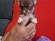 Chiot chihuahua femelle a donner 
